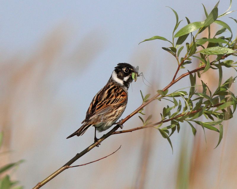 камышовая овсянка, овсянка, emberiza schoeniclus,  common reed bunting, bunting Добытчик фото превью