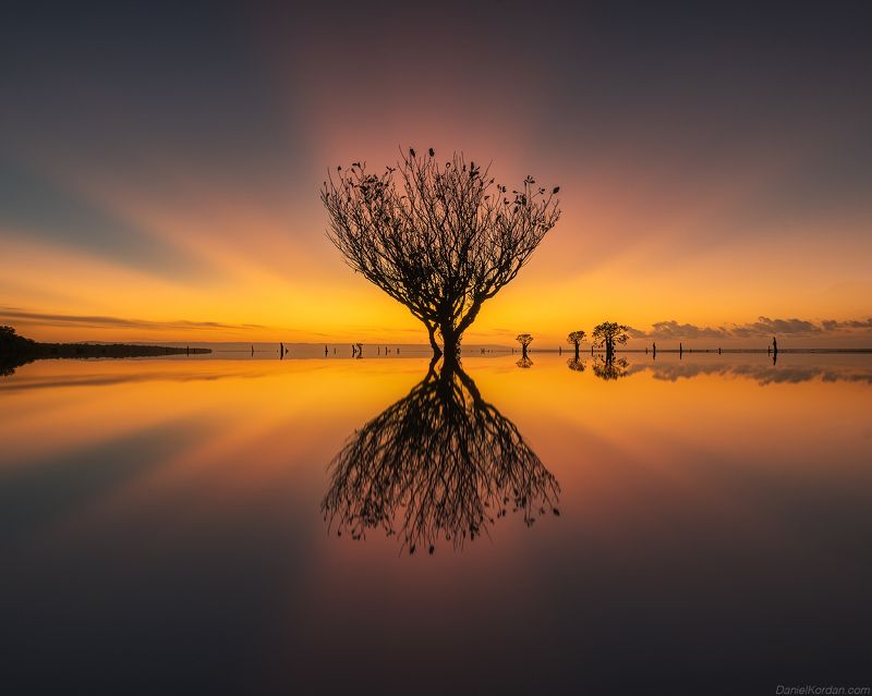 Sumba dancing trees