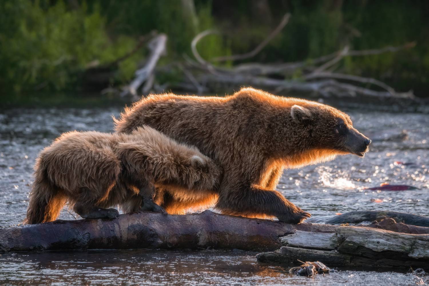камчатка, медведи, wildlife, bears, Алещенко Сергей