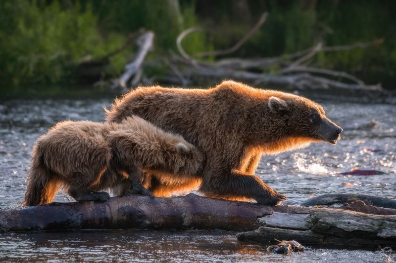 камчатка, медведи, wildlife, bears Медведи Камчатки фото превью