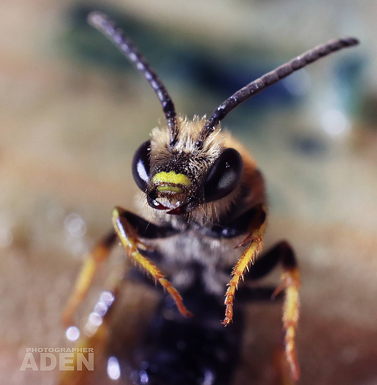 , Алексей Денисов