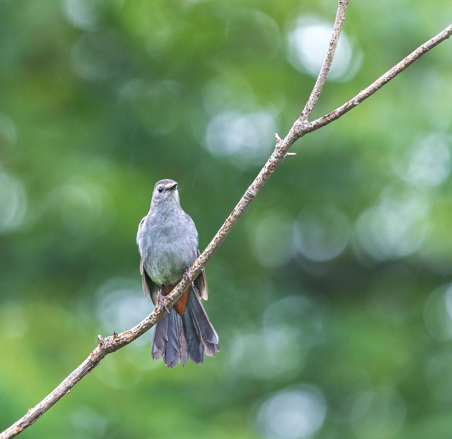 bird, songbird, mockingbird, songbirds, mockingbirds, nature, animals, wild,, Atul Saluja