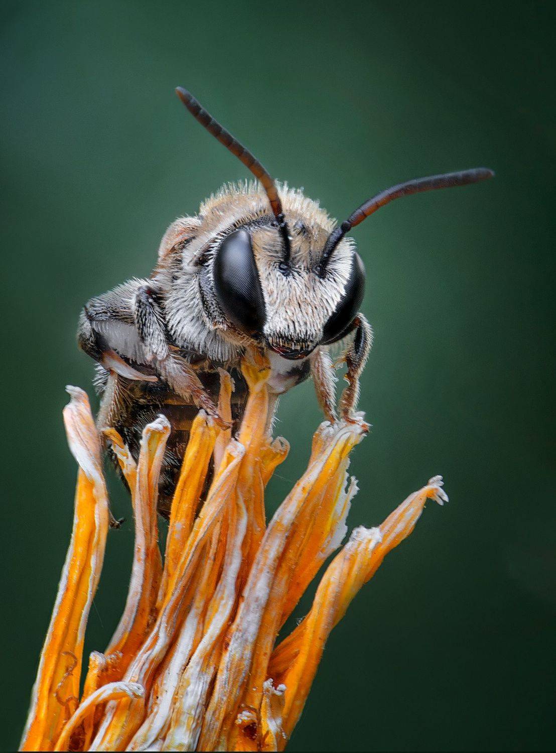 , Андрей Жила