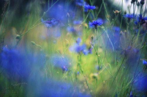 Синяя синева