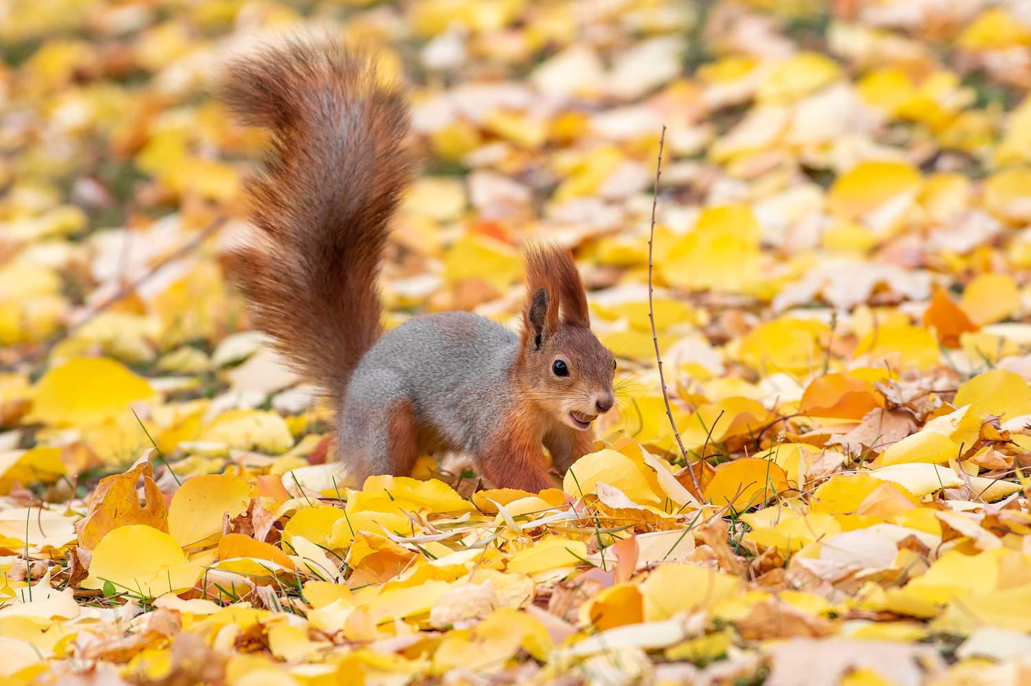 Sciurus vulgaris, volgograd, russia, wildlife,, Сторчилов Павел