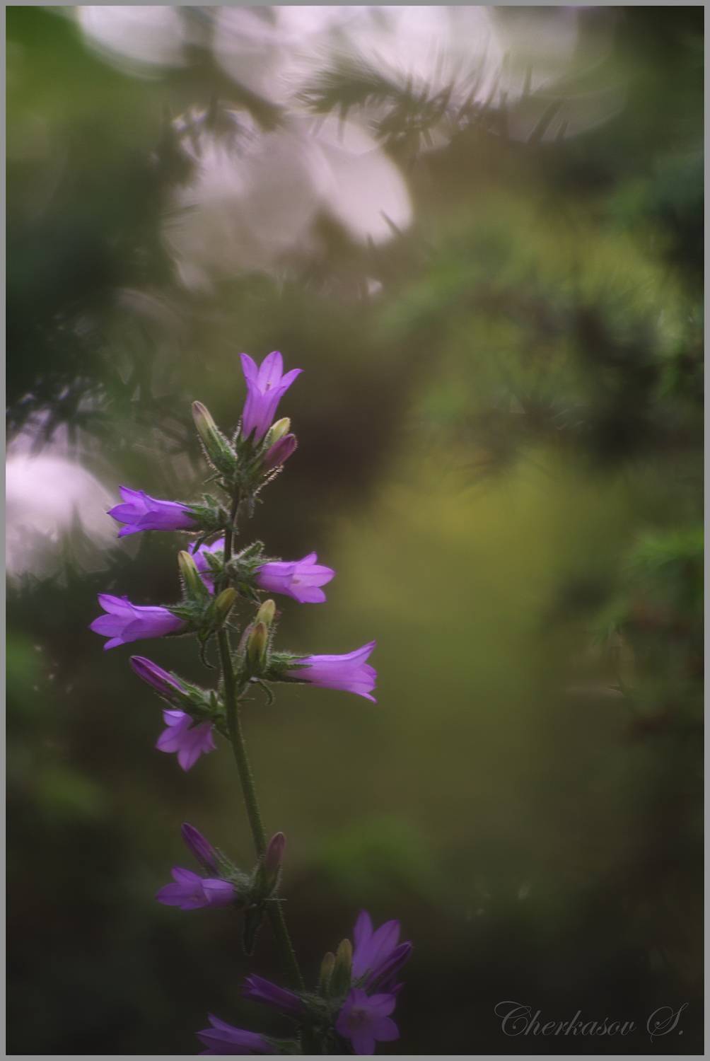 , Черкасов Сергей