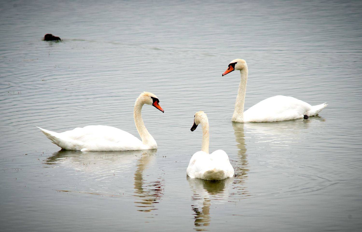 ночь, Denis Zakalyapin