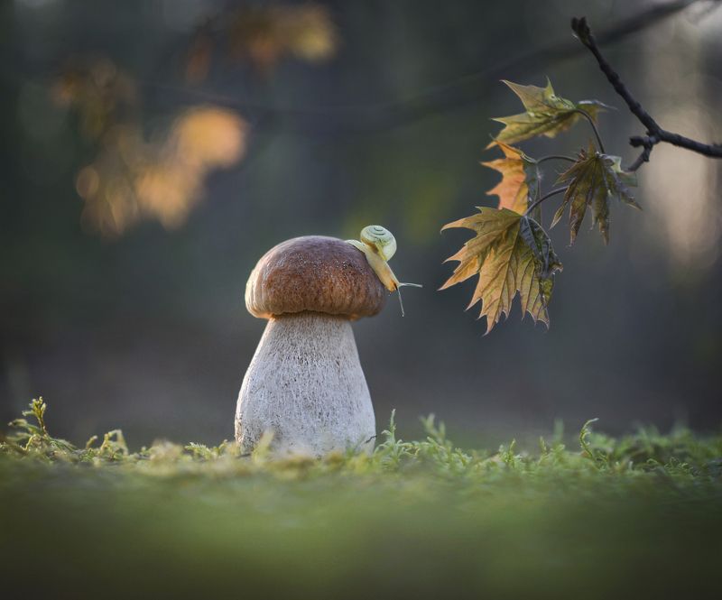 боровик, улитка, закат Лесная история фото превью