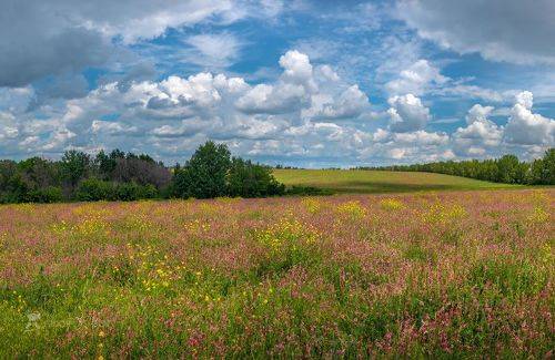 Цветущие поля