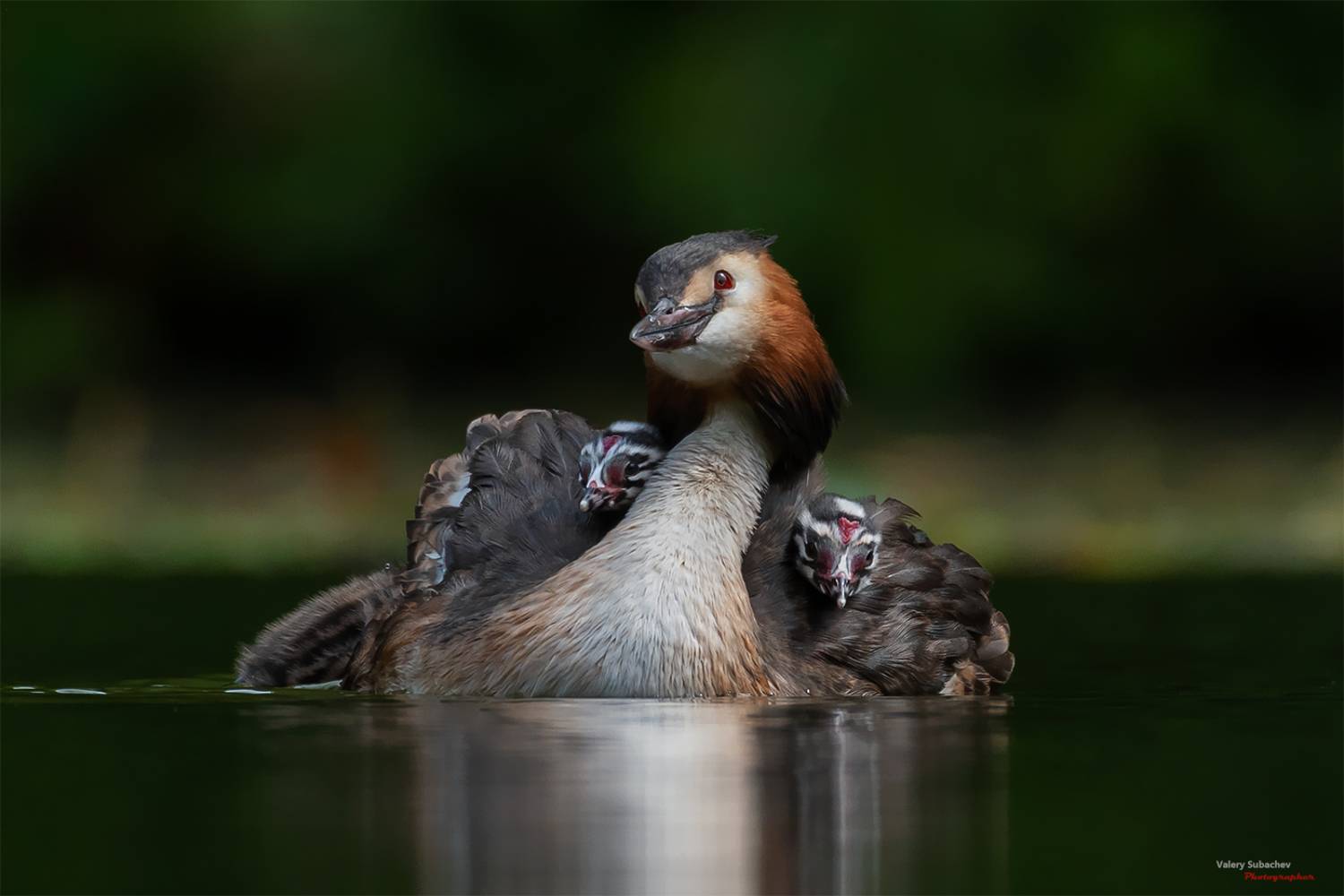 , Валерий Субачев
