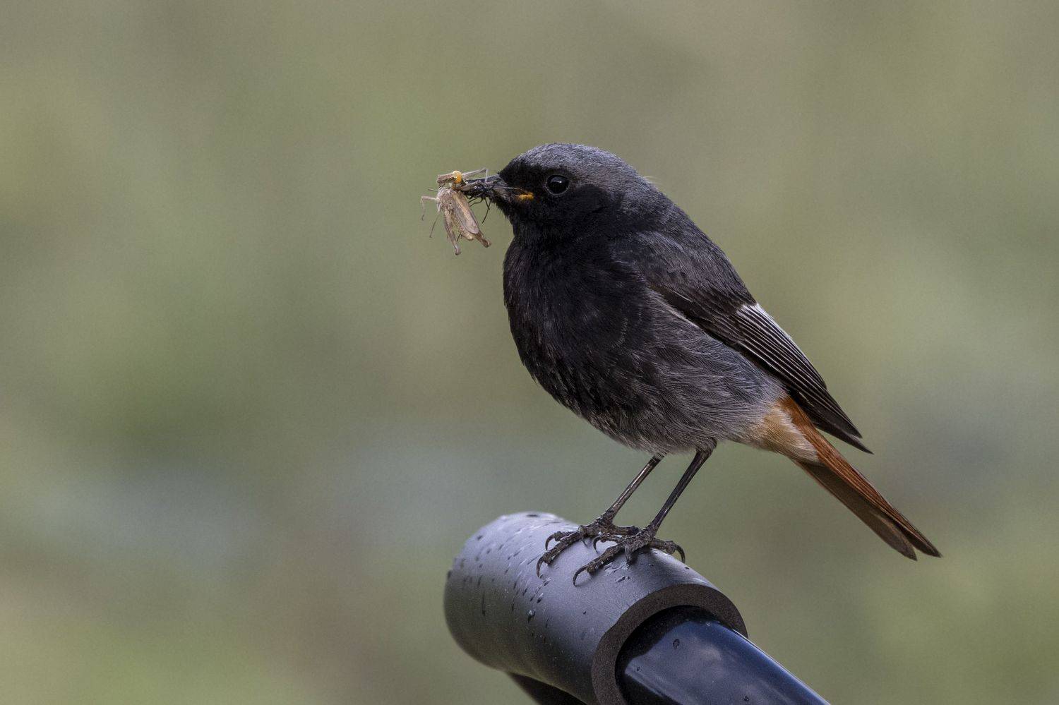, Щепанов Дмитрий