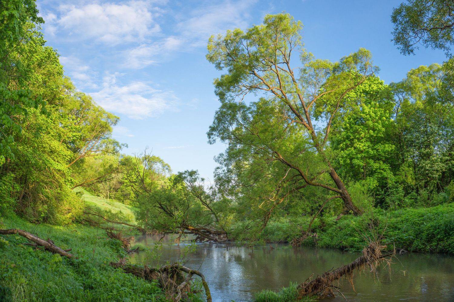 , Светлана Кондрашова