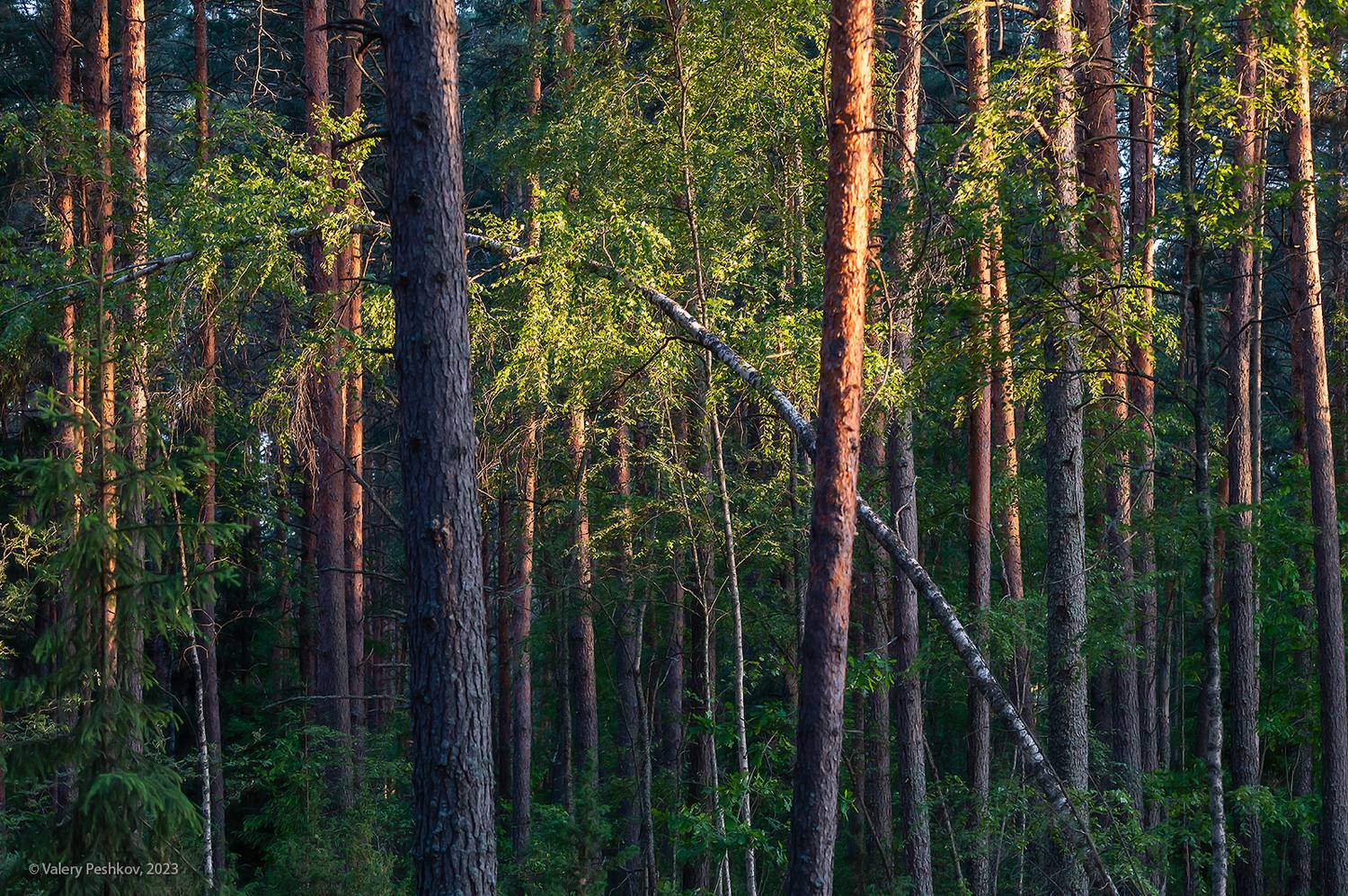 лето, сосновый бор, вечер, телеобъектив, сигма 100-400, мещёра, рязанская область, Пешков Валерий