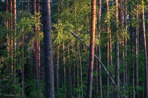 Вечерний этюд