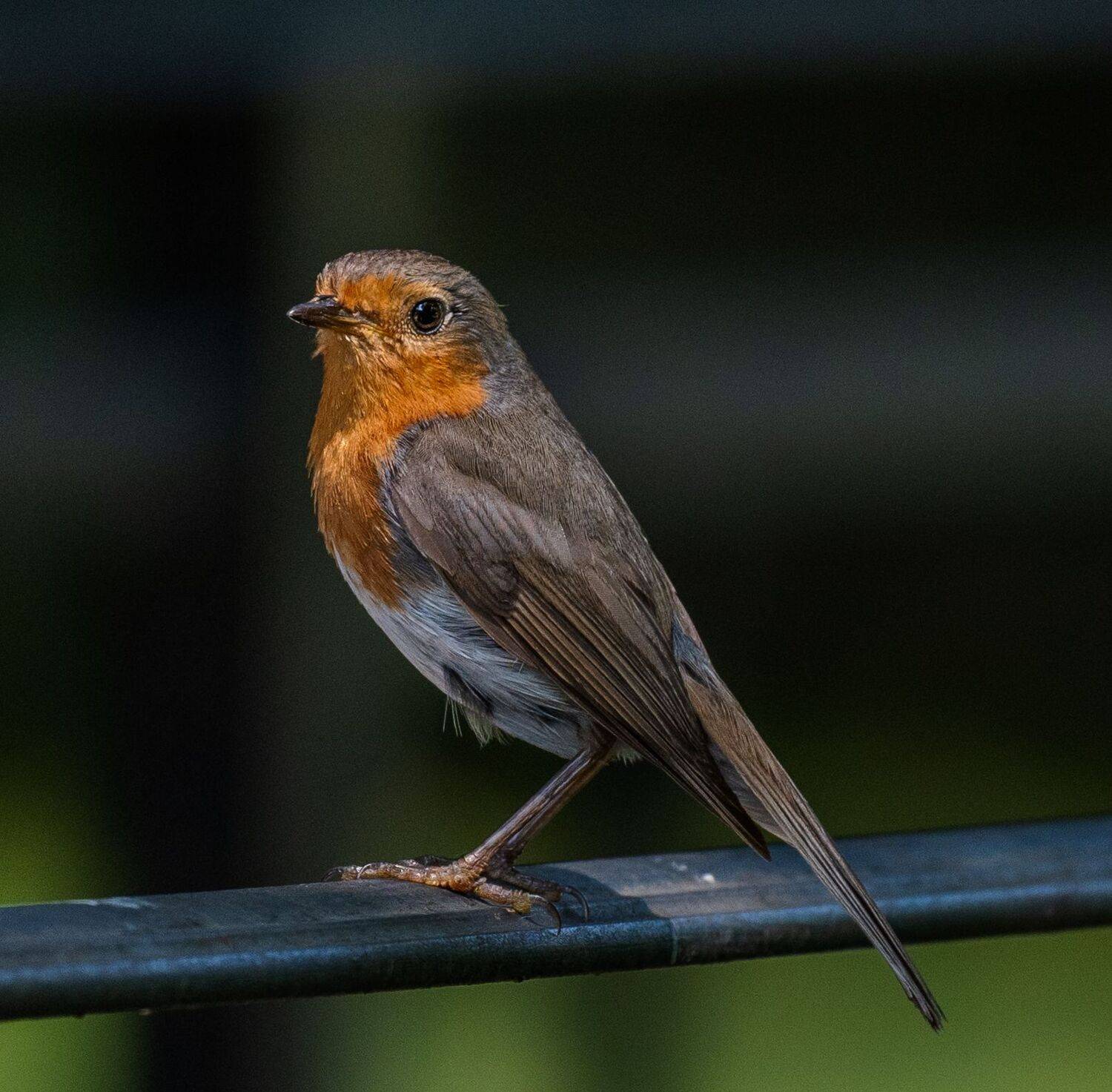 , Курлянцев Алексей