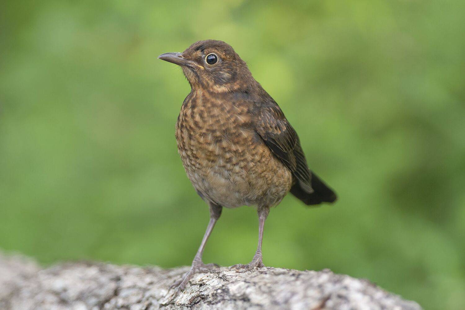 , Евгени Стефанов