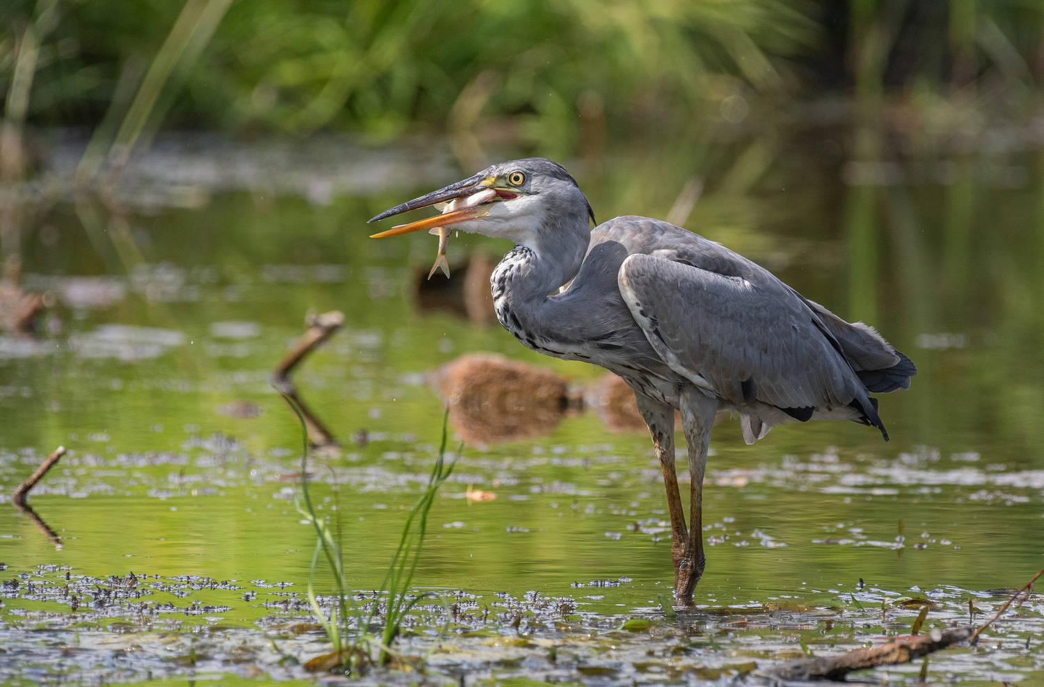 серая цапля, птицы, фотоохота, рыбалка, лето, река, природа, Сигушин Руслан
