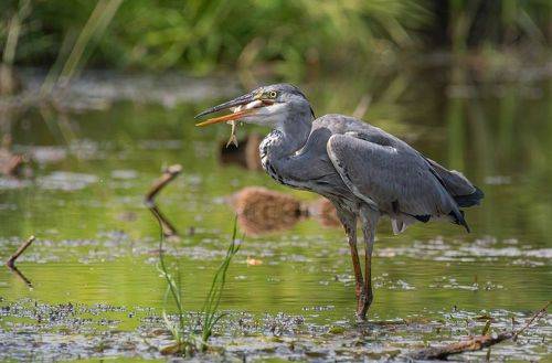 Рыбный день