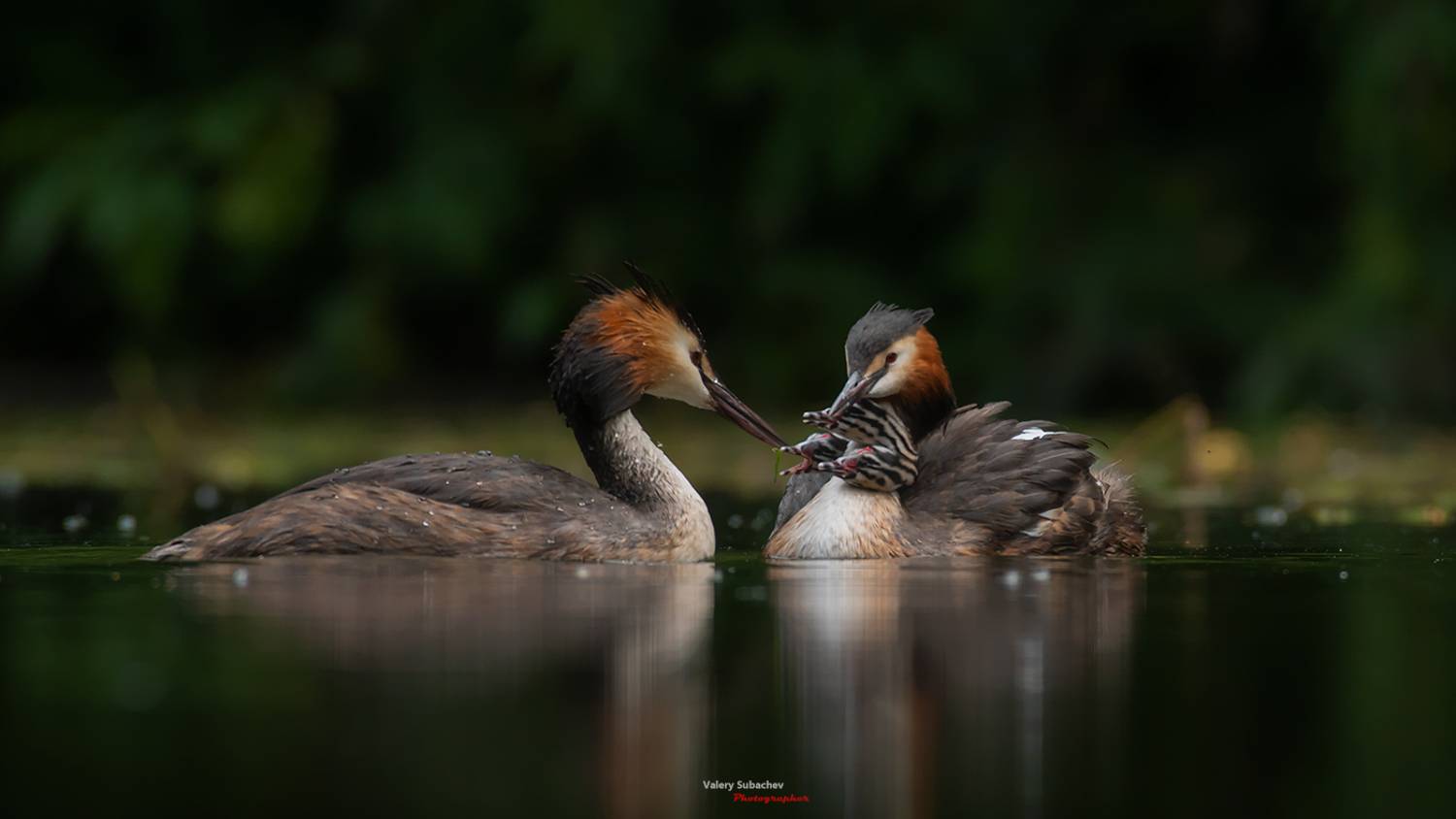 , Валерий Субачев