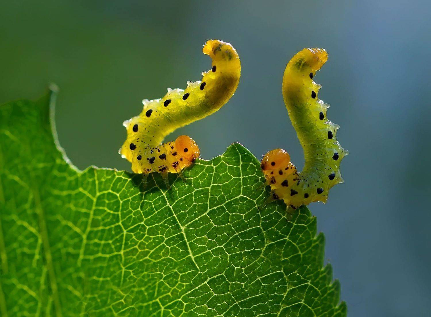 , Галина Горькавая