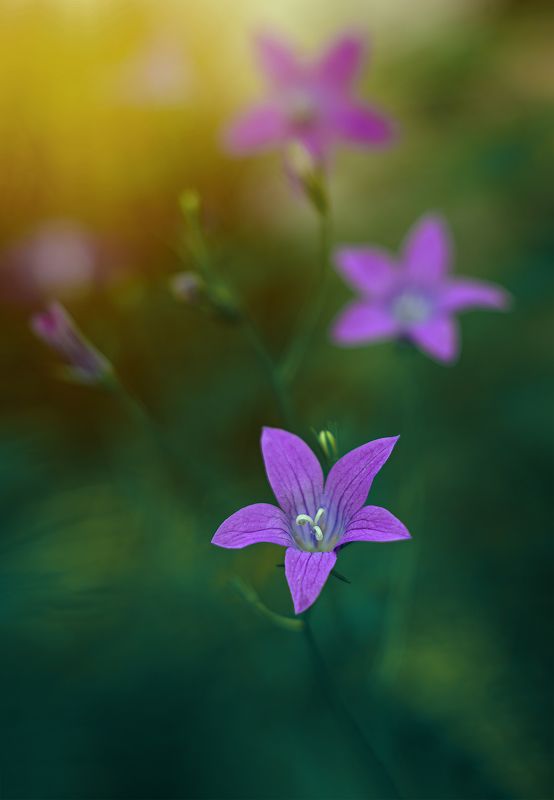 ... фото превью