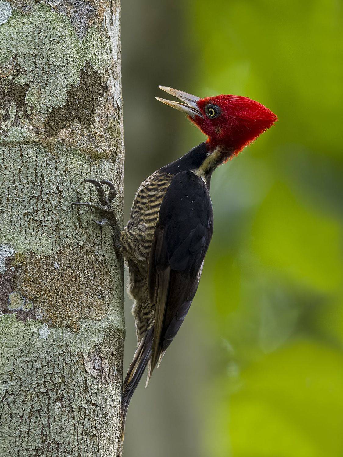 , Burgalin Sequeira Fernando