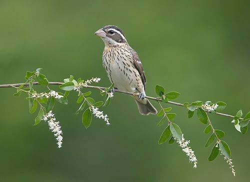 Female. Rose-breasted Grosbeak. Красногрудый дубоносовый кардинал