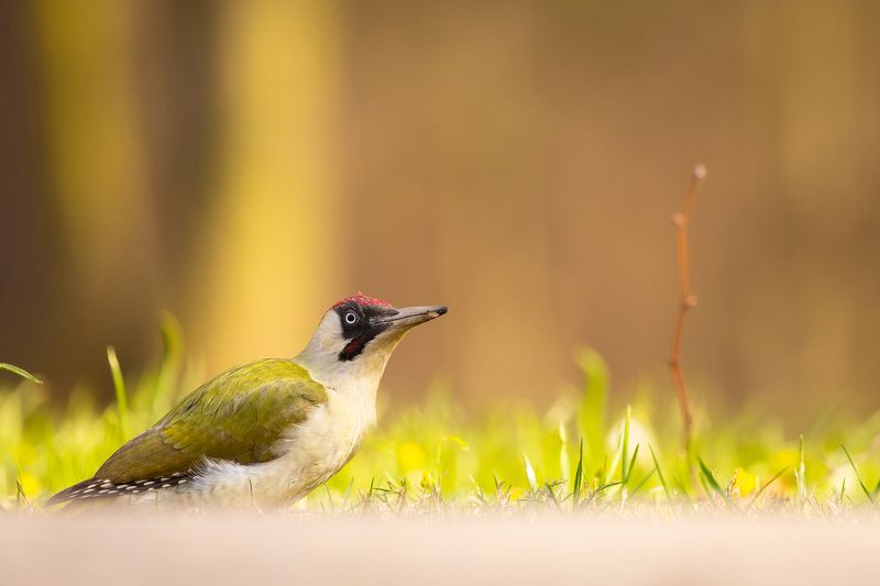 Eurasian Green Woodpecker фото превью