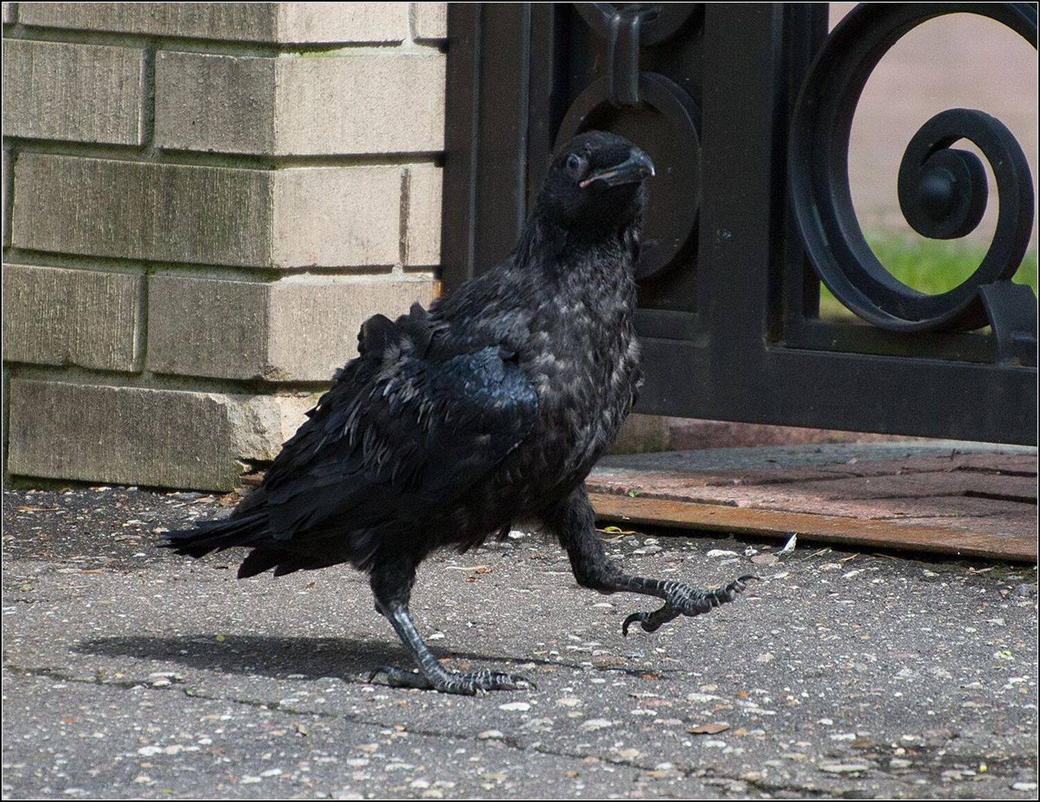 москва, парк, птица, АНАТОЛИЙ ДОВЫДЕНКО