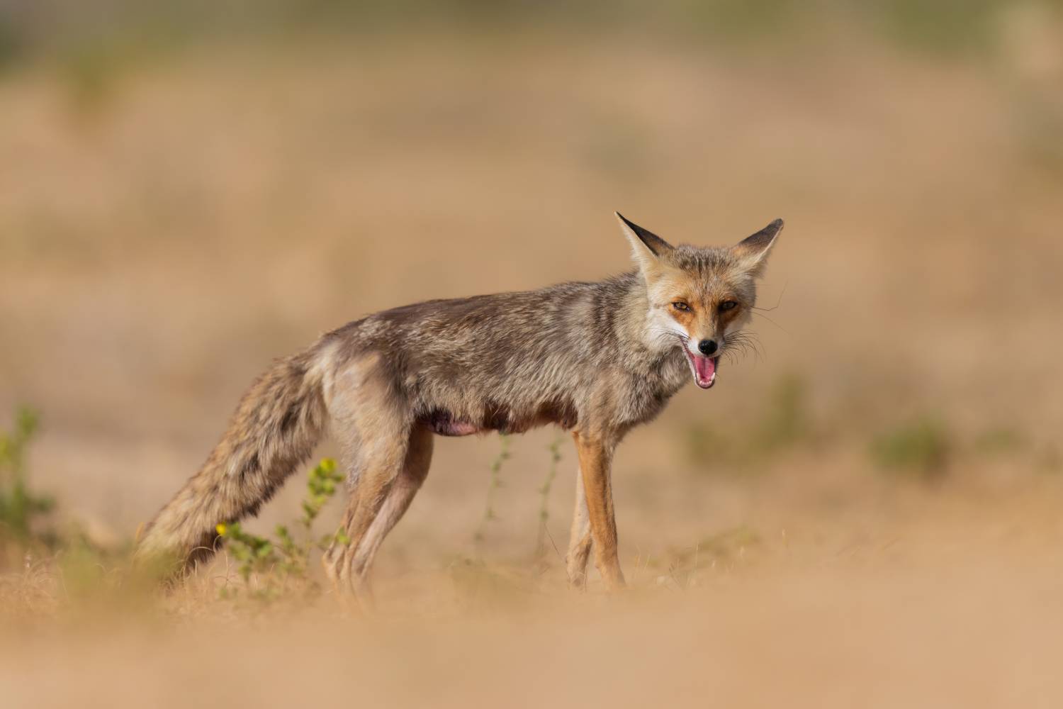 , Фруман Евгений