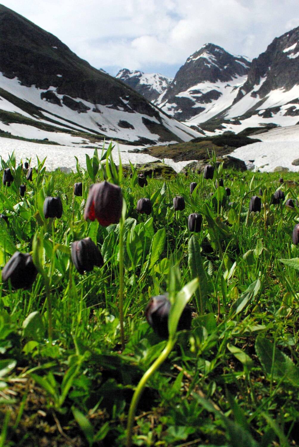 архыз, Андрей Любимов