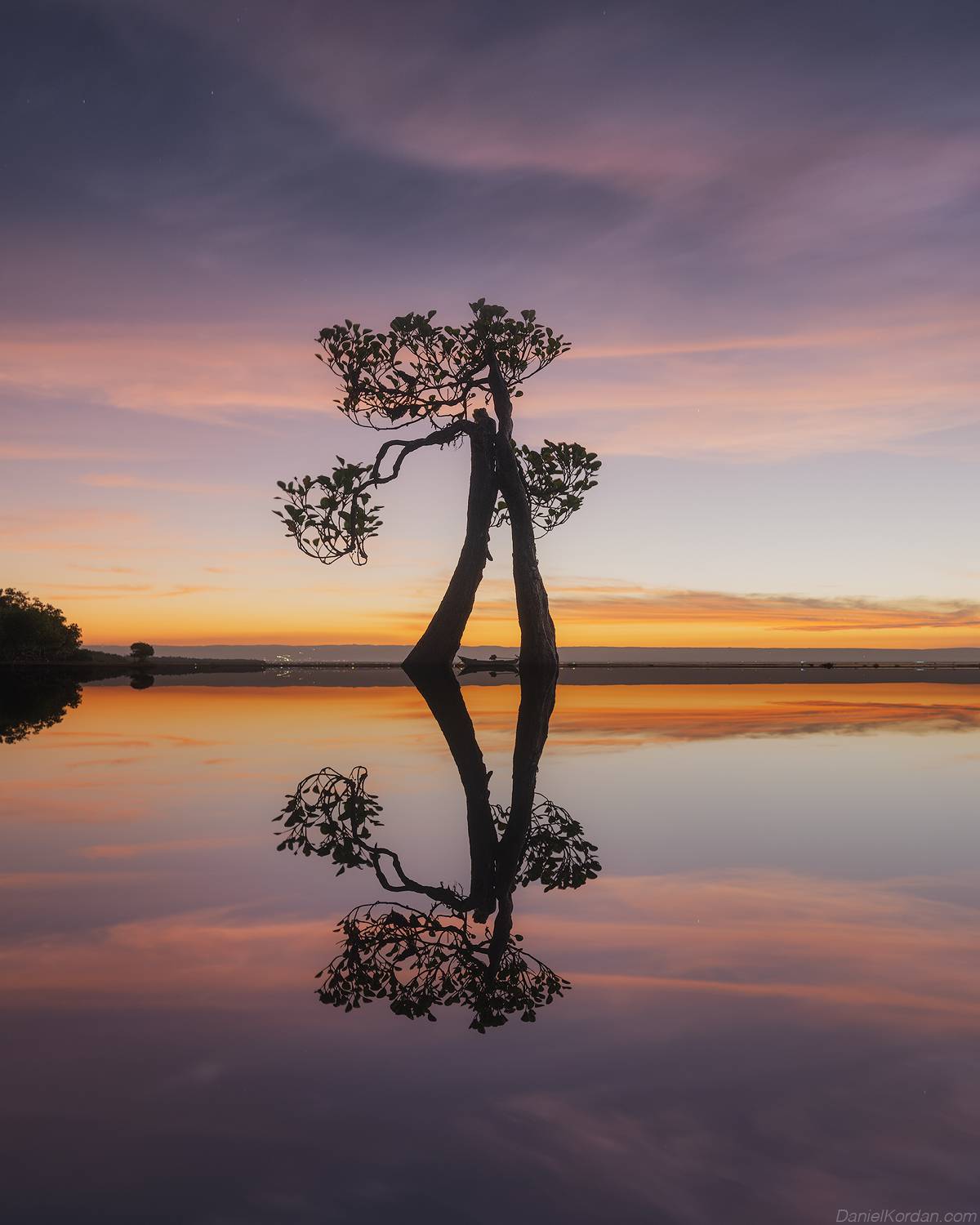 Sumba dancing trees, Даниил Коржонов
