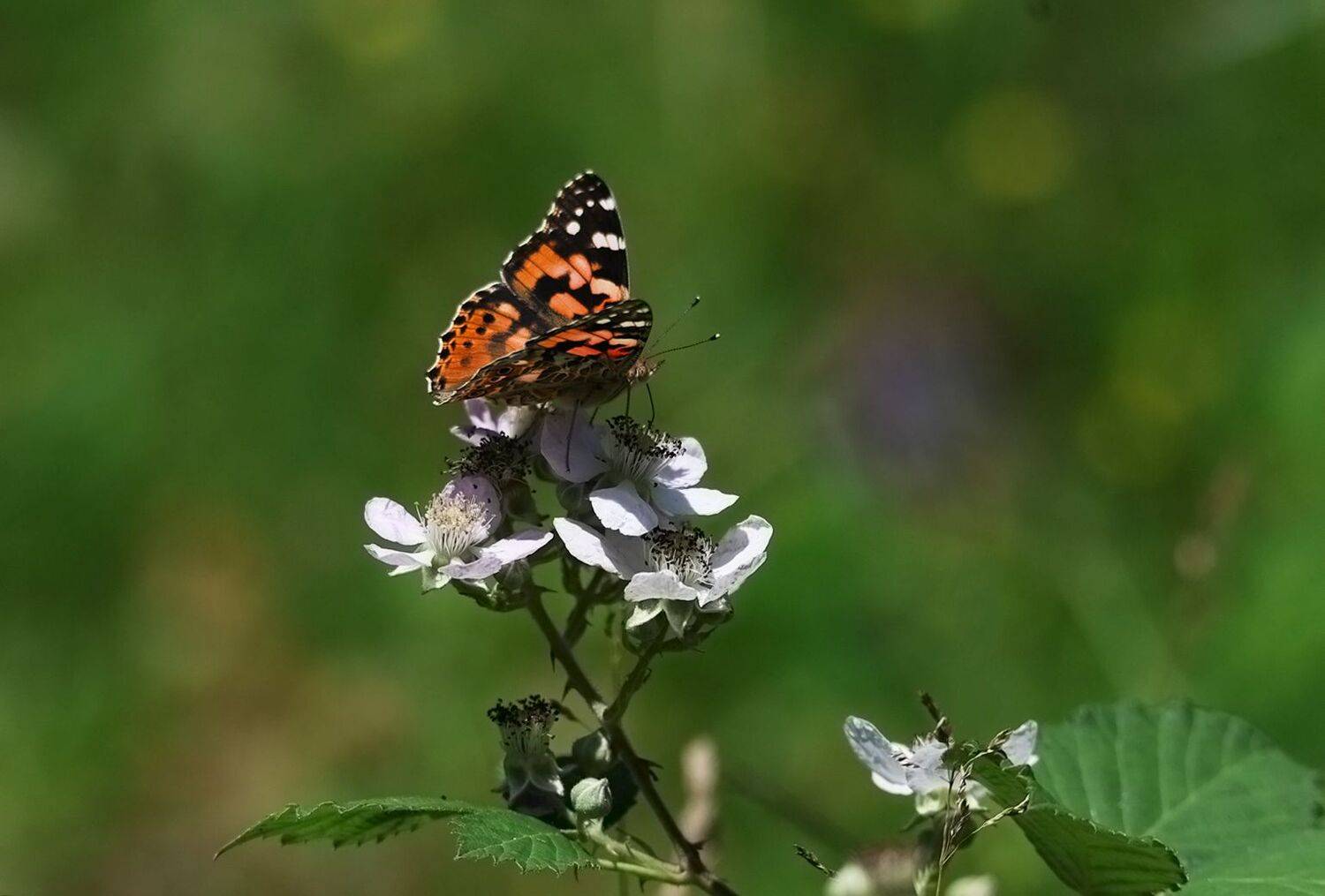 бабочка,цветы,, Magov Marat