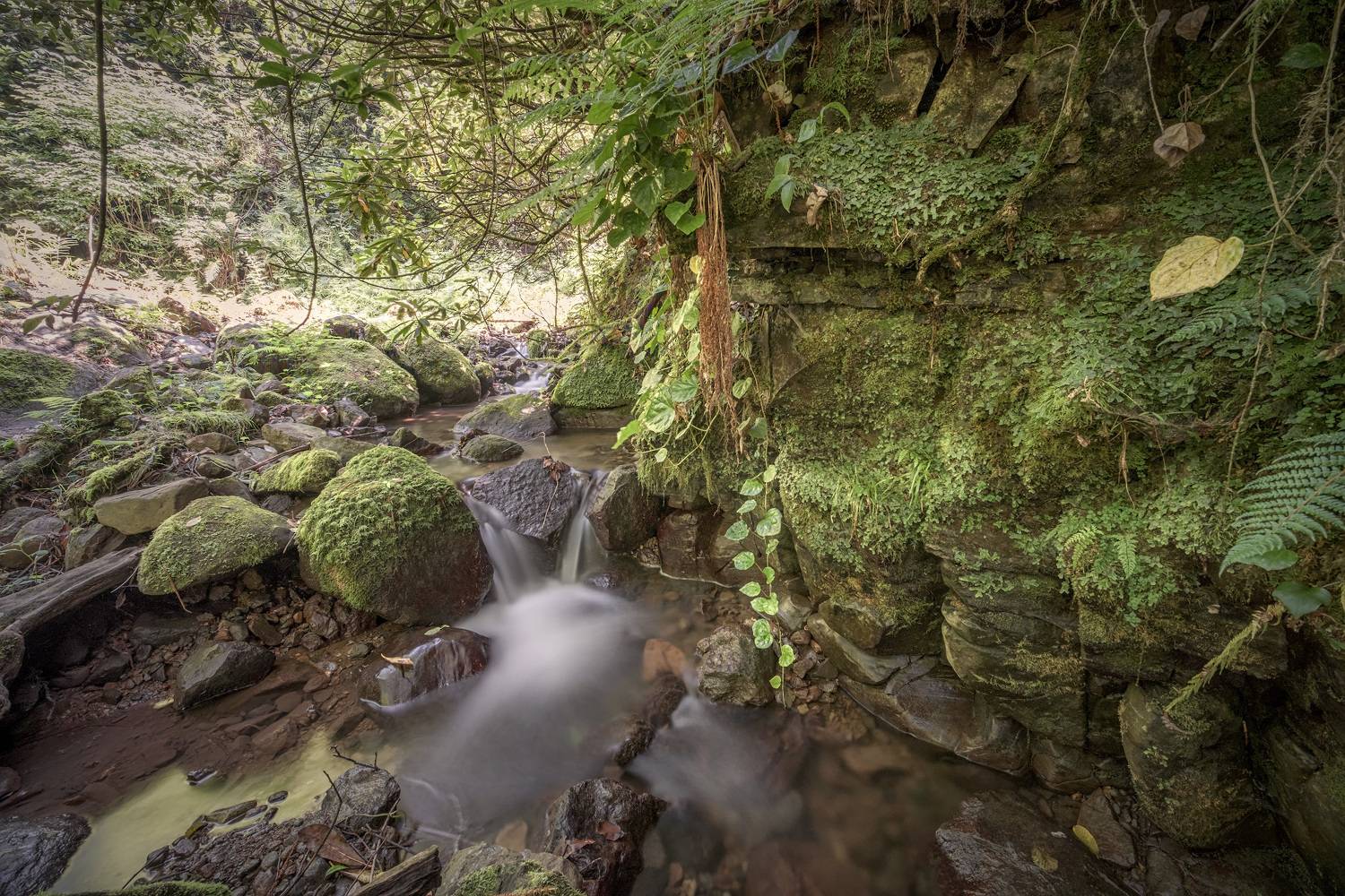 kapnistavi, jungle, creek, plants, green, trees, rocks, stones, moss, water, stream, nature, landscape, scenery, travel, outdoors, georgia, adjara, sakartvelo, chizh, longexpo, Чиж Андрей