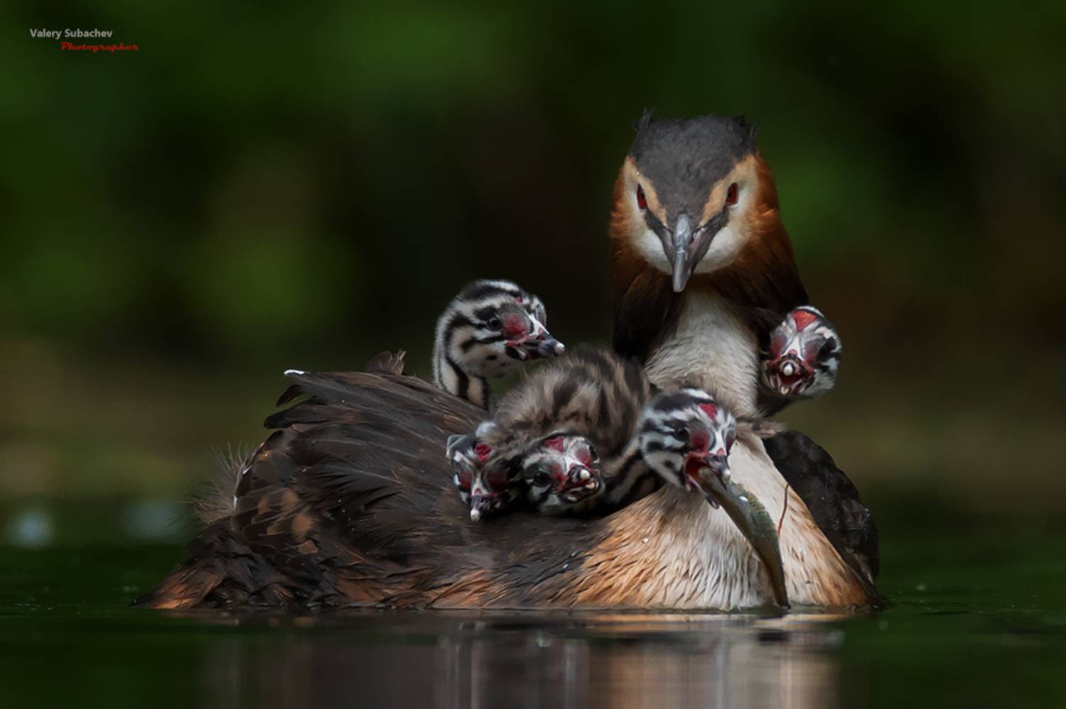, Валерий Субачев