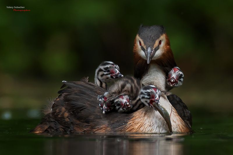 Вкусняшка фото превью