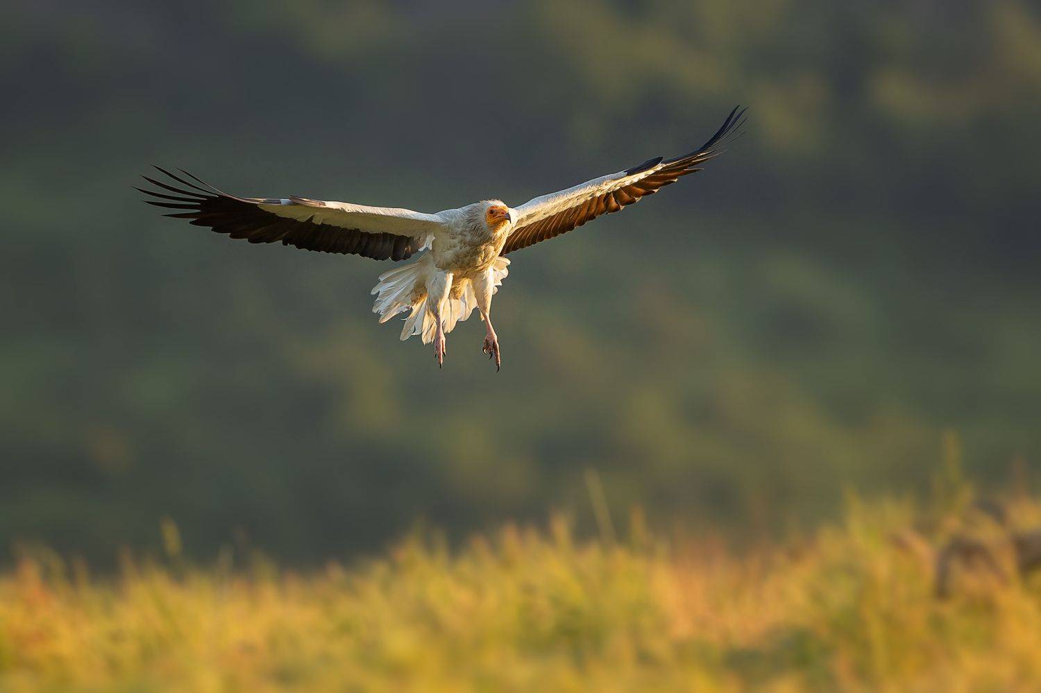 Neophron percnopterus, Petar Bogdanov