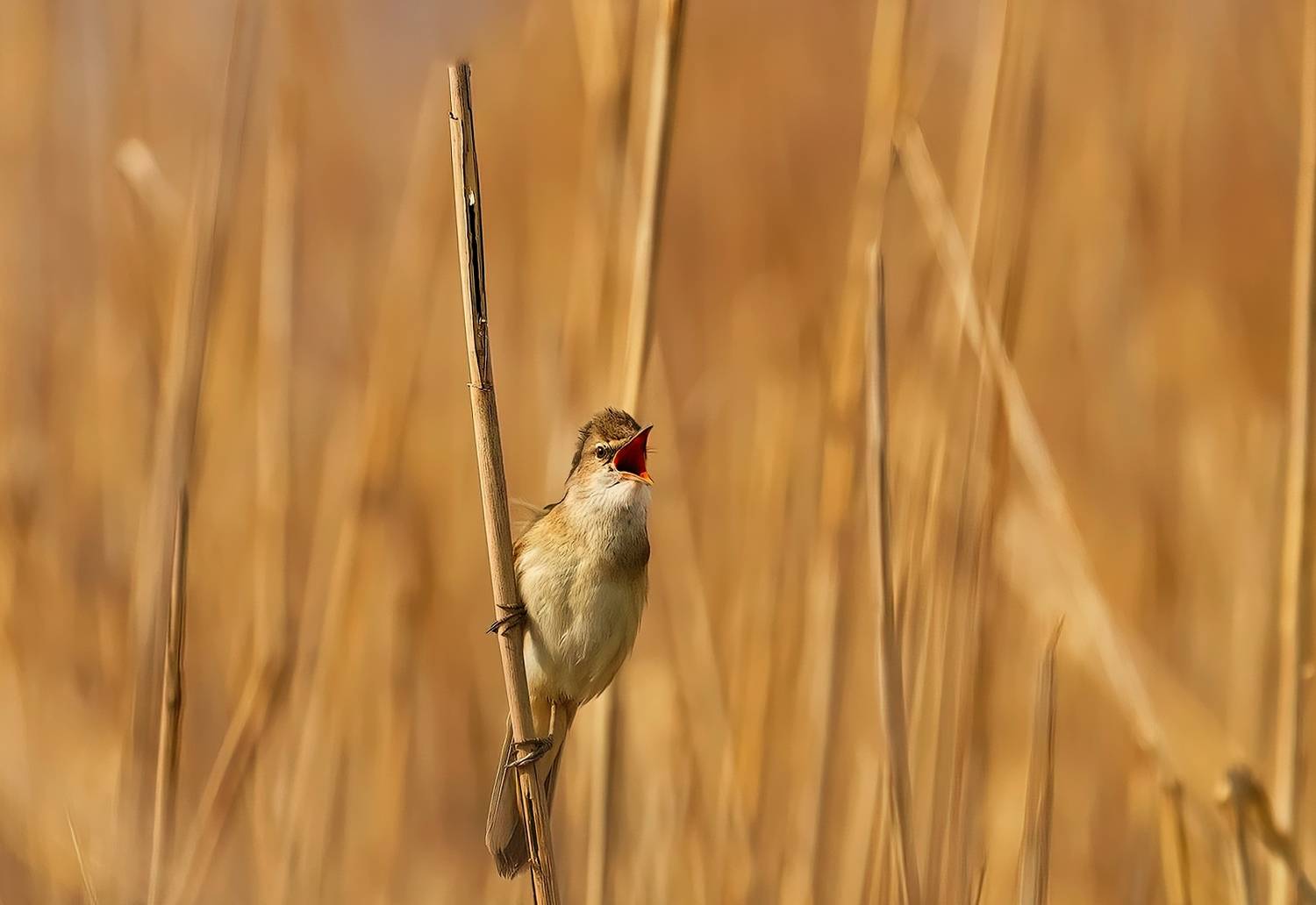 , Красимир Георгиев