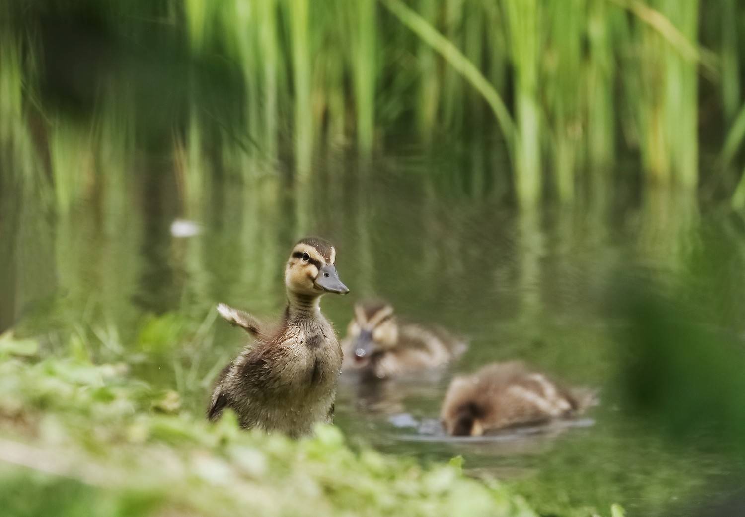 утенок утка кряква, Евгений Слободской