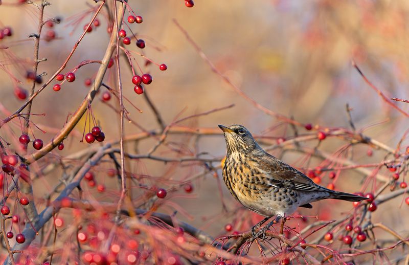 дрозд, рябинник, птица, красный Рябинник фото превью