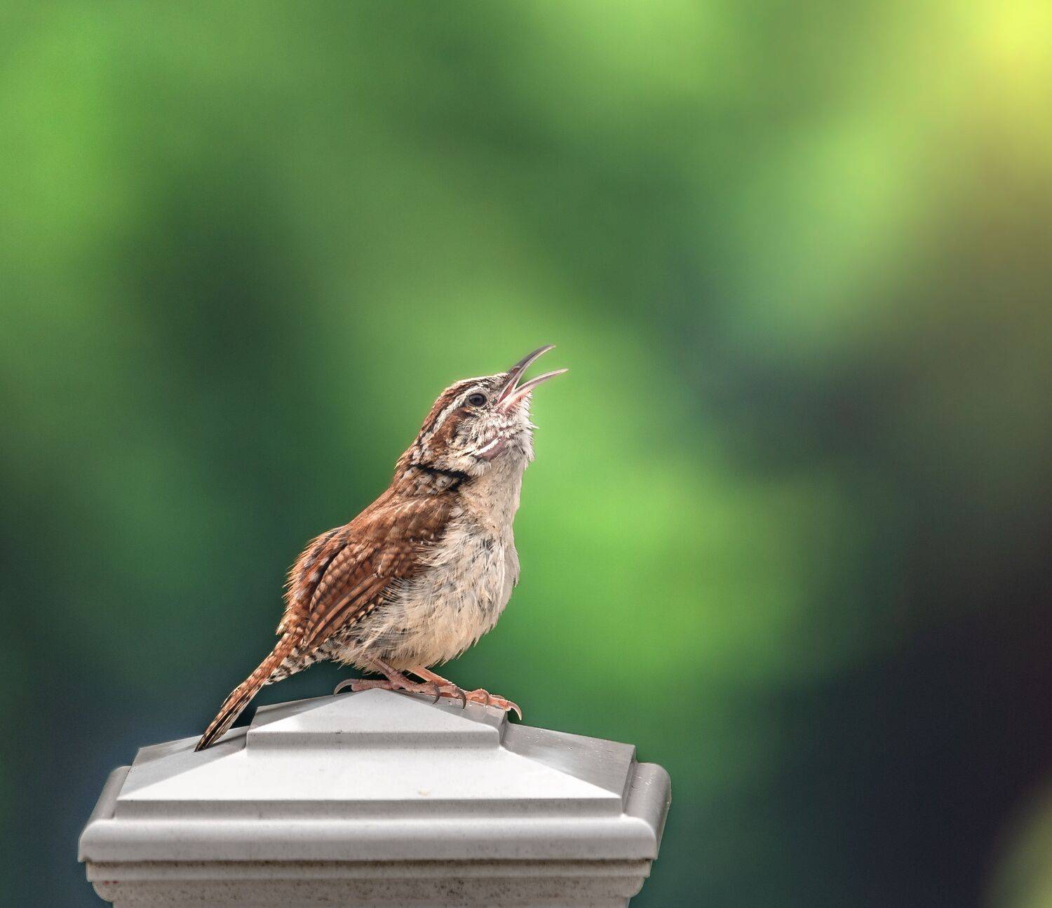 bird, songbird, mockingbird, songbirds, mockingbirds, nature, animals, wild, carolina, wren,, Atul Saluja