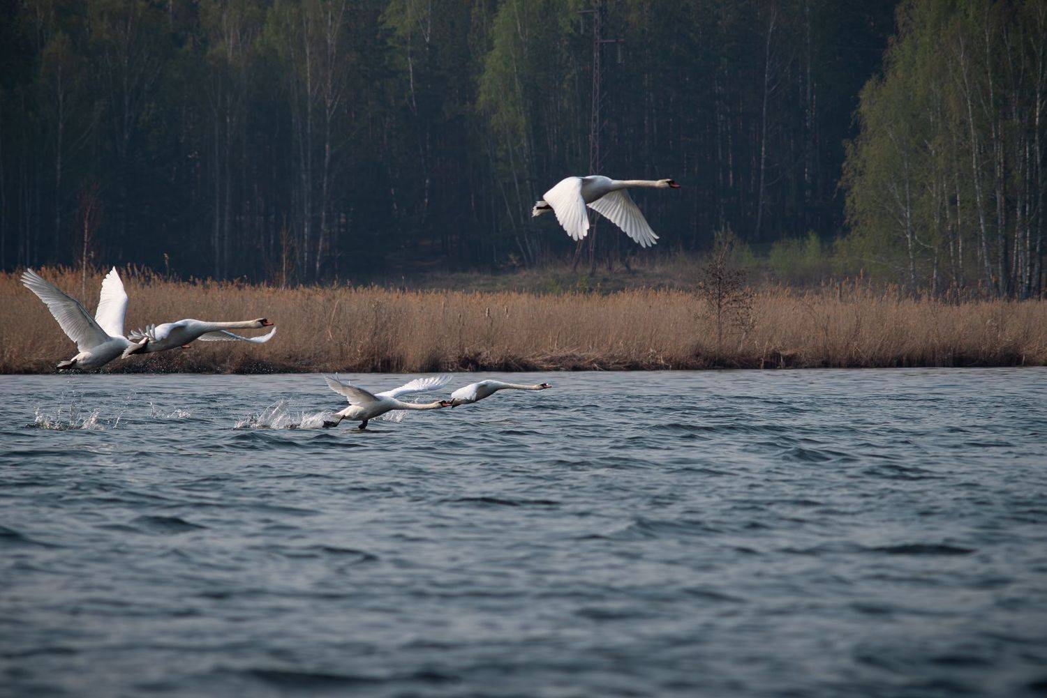 Лебеди, Denis Zakalyapin