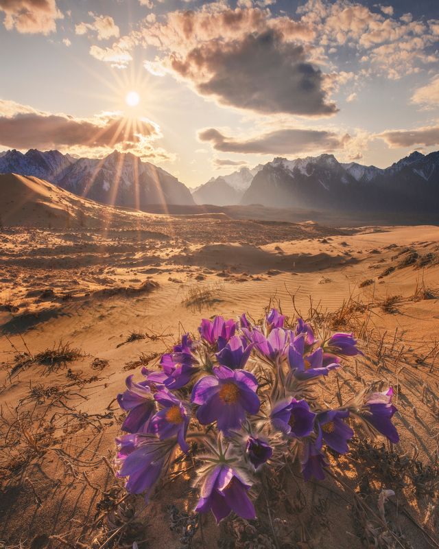 #чара, #чарские пески, #дюна, #новая чара, #сон трава Чарские цветы фото превью