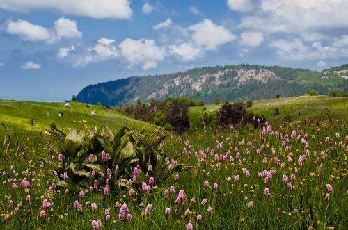 Цветущее плато Лагонаки