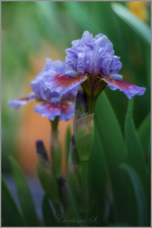 фото превью