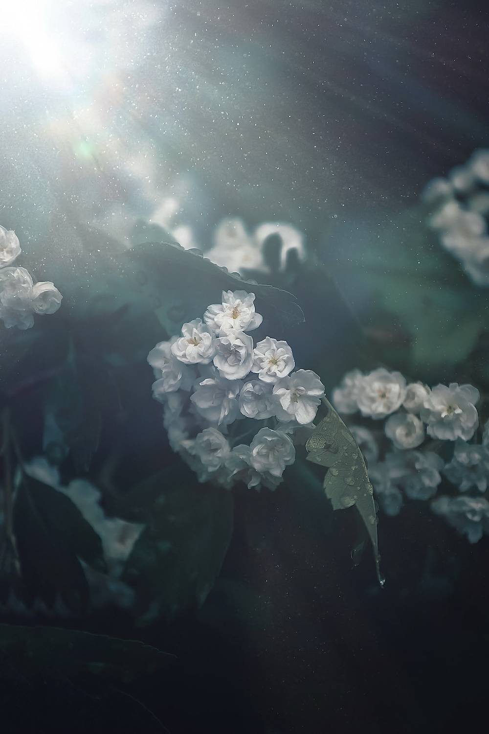 макро, macro, цветы, flower, лето, summer, боярышник, Julia Kaissa