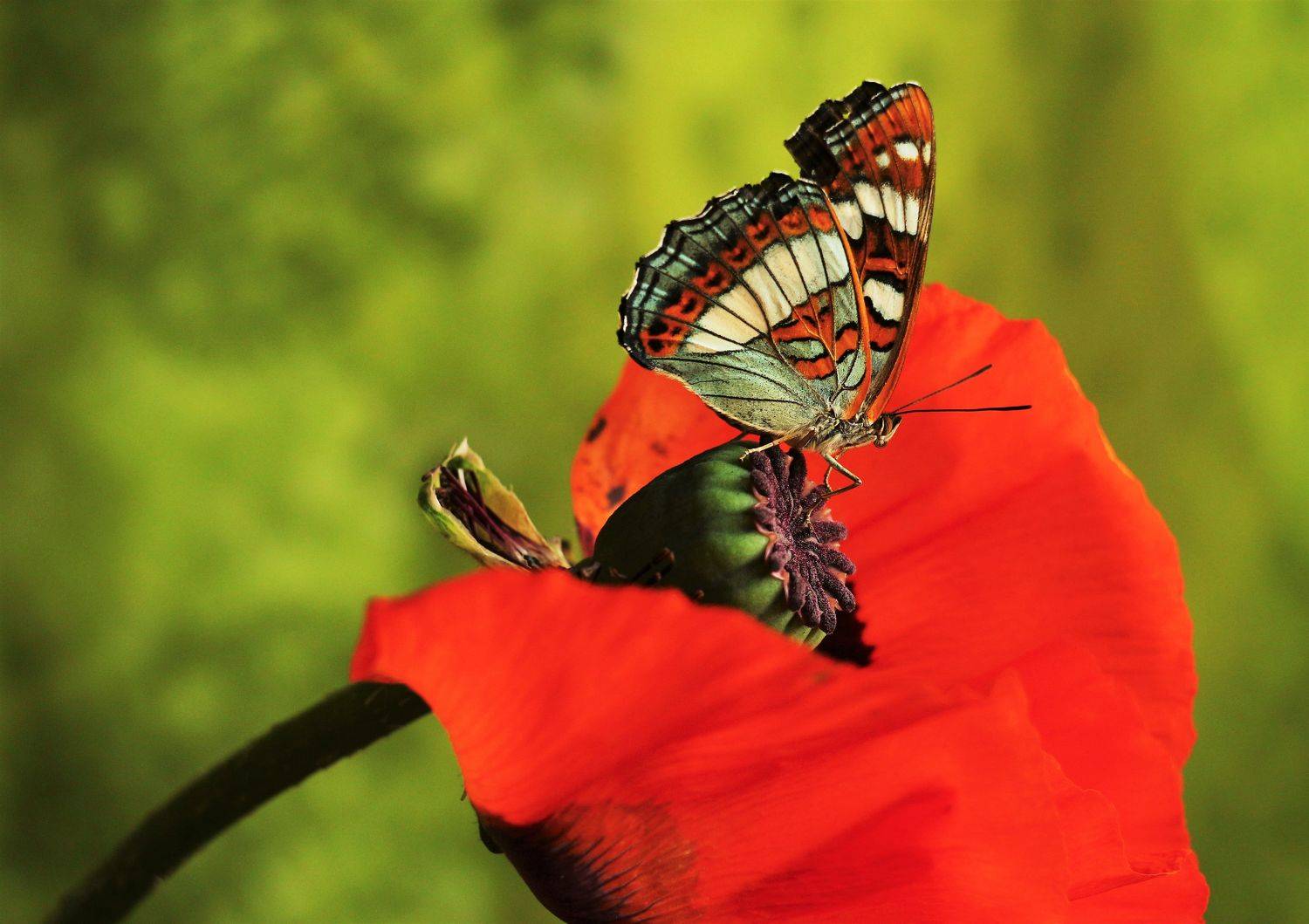 , Людмила Хрусталева*