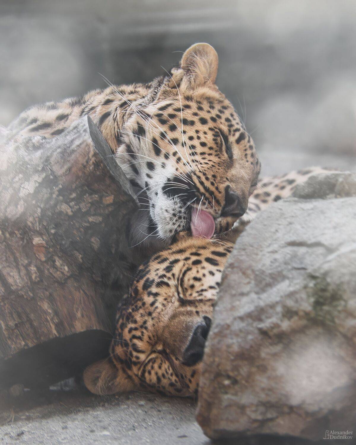 животные, млекопитающие, портрет животного, леопард, зоопарк, animals, zoo, mammals, animal portrait, leopard, Дудников Александр