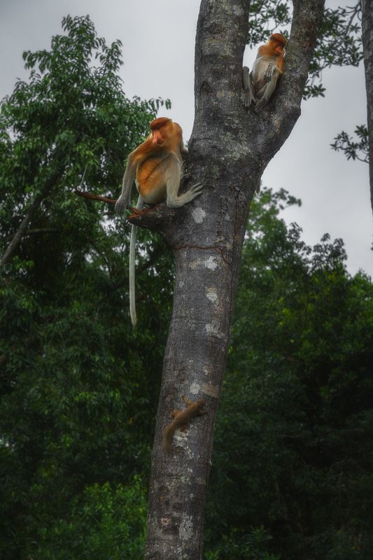 Трое на дереве  фото превью