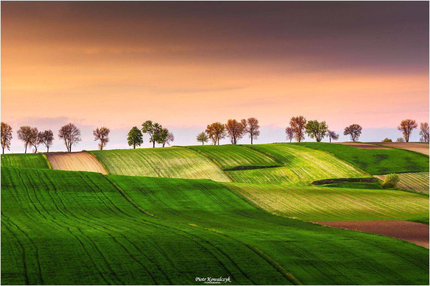 polska, pola, drzewa, ponidzie, Kowalczyk Piotr